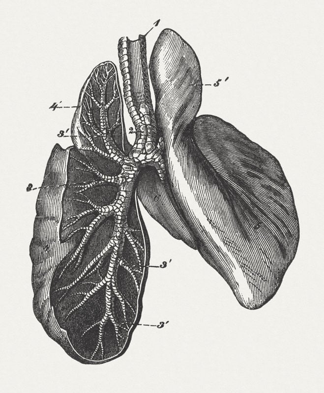 Forage and Equine Respiratory Health