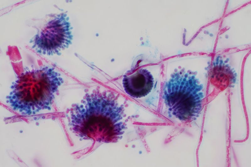 Moulds and mycotoxins in forages for horses