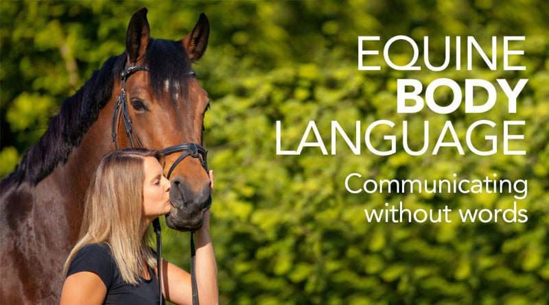 Equine Body Language: Communicating without words