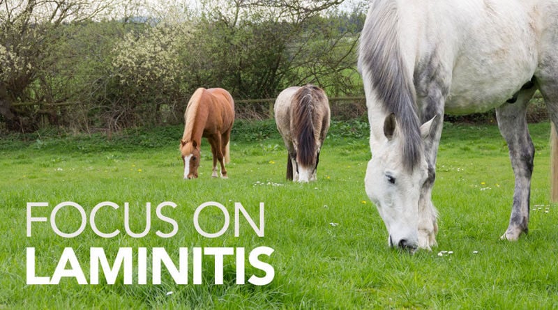 Focus On: Laminitis