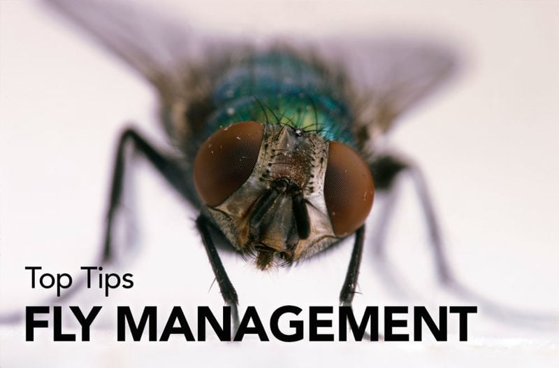 Top Tips for Fly Management