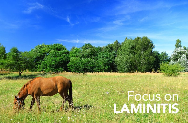 Focus on: Laminitis in Summer