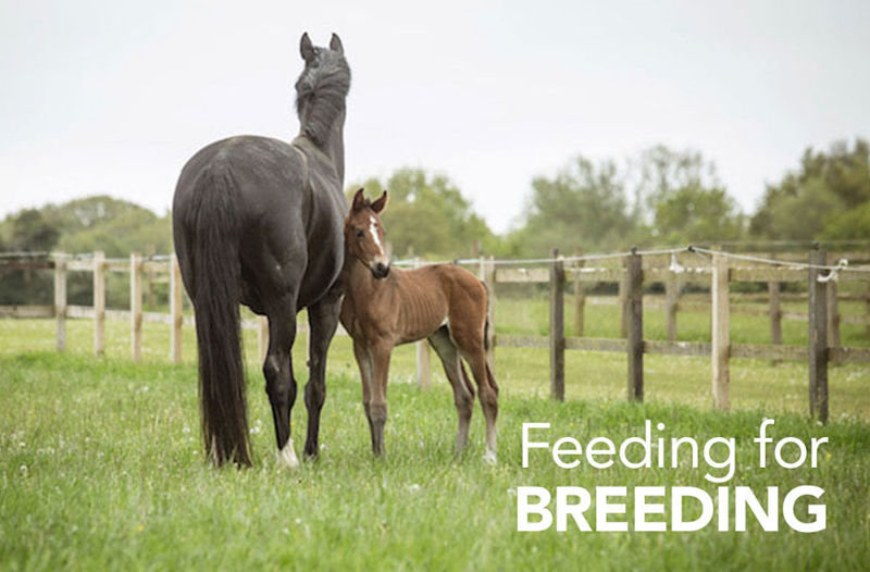 Feeding for Breeding