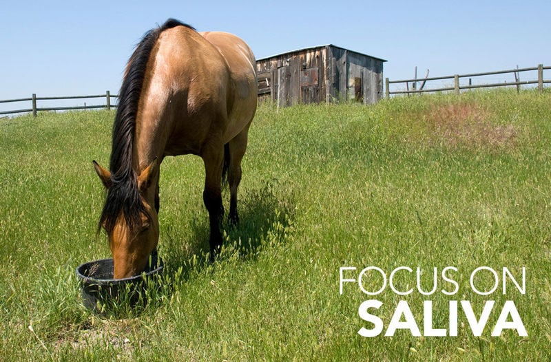 Focus on: Saliva