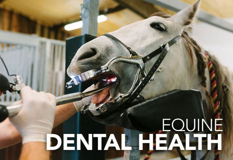 Equine Dental Health