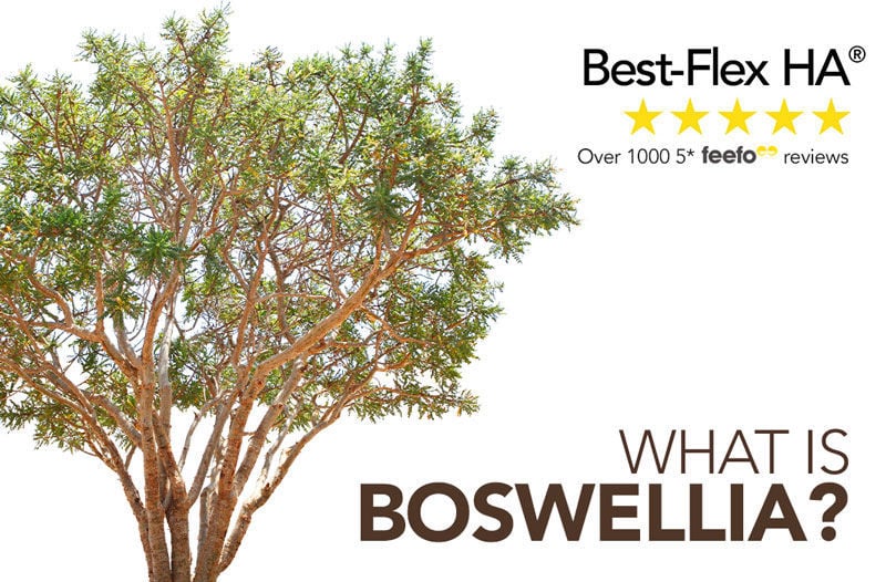 Best-Flex HA® Focus: What is Boswellia?