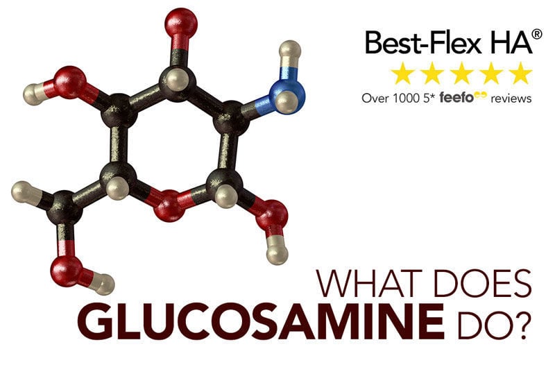 Best-Flex HA® Focus: What does Glucosamine do?