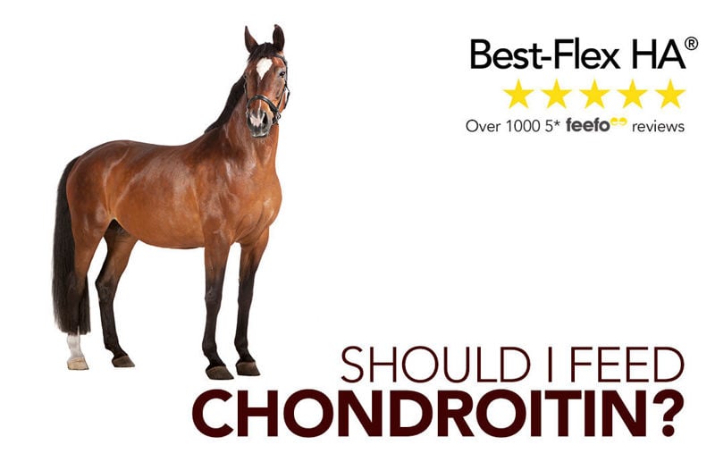 Best-Flex HA® Focus: Should I Feed Chondroitin?