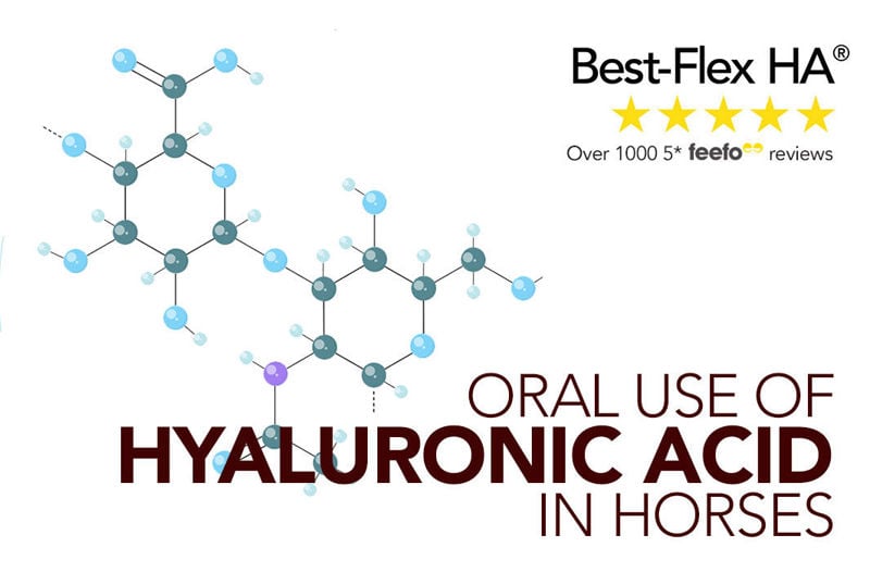 Best-Flex HA® Focus: Oral Use of Hyaluronic Acid in Horses