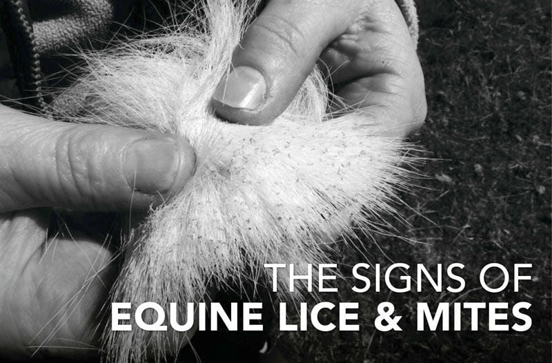 The Signs of Equine Lice and Mites