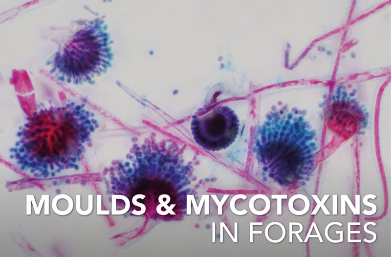 Moulds and mycotoxins in forages for horses