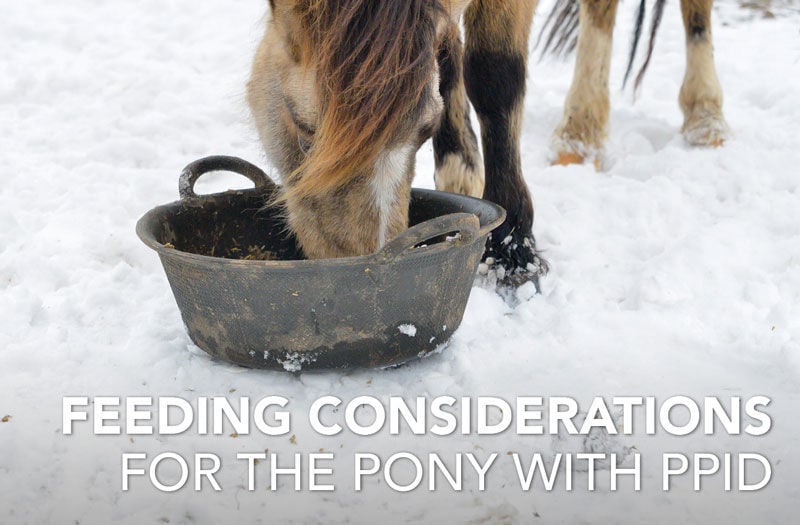 Feeding the pony with PPID Feedmark