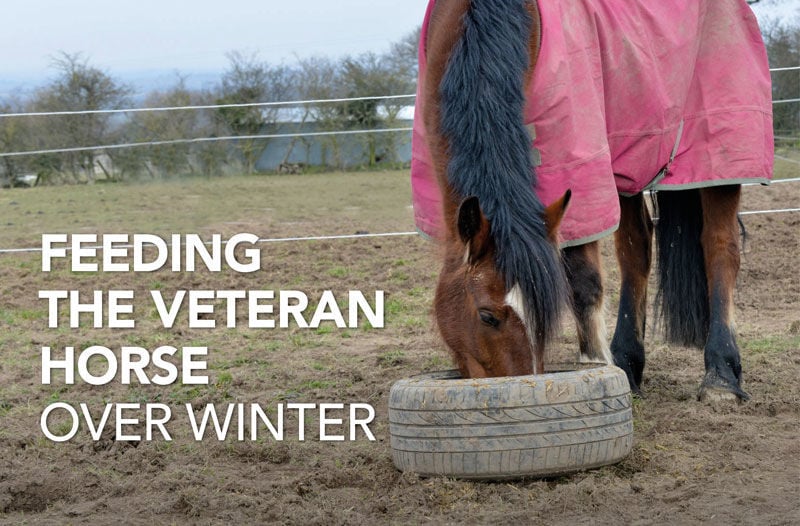 Feeding the Veteran Horse in Winter