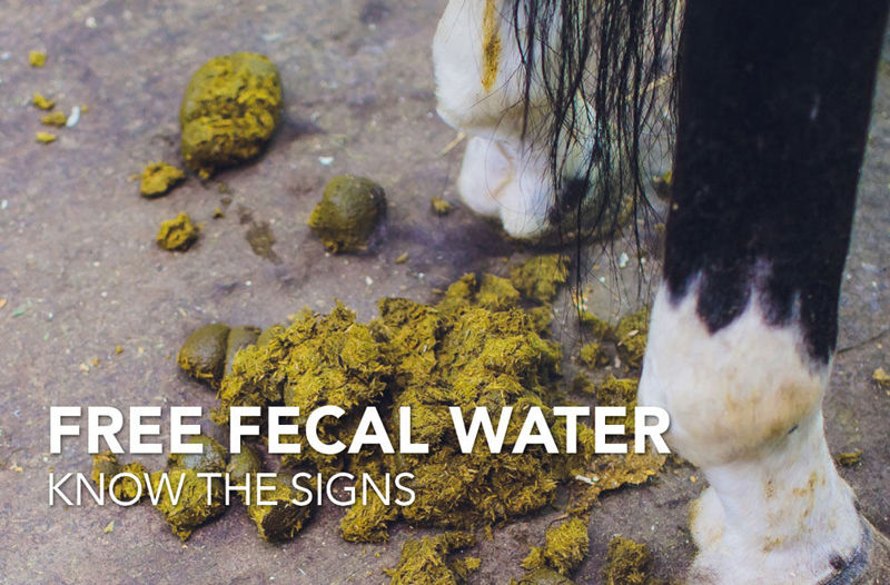 Equine Science Matters™: Free Faecal Water