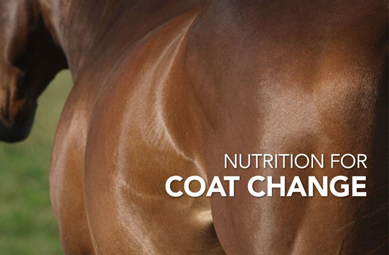Equine Science Matters™: Nutrition for Coat Change