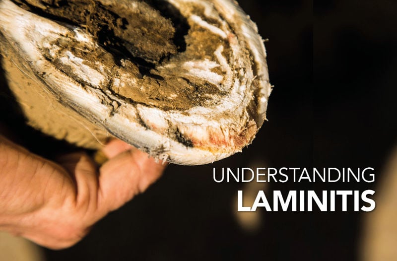 Equine Science Matters™: Understanding Laminitis