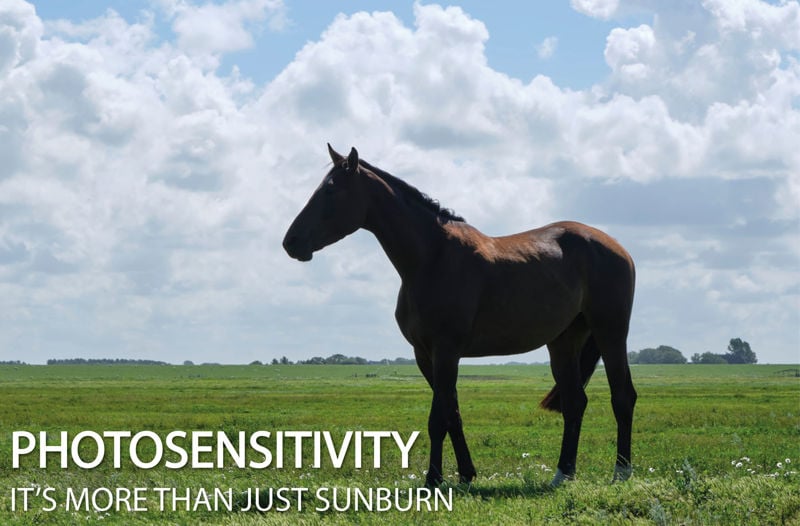 Photosensitivity - It's more than just sunburn! - Equine Science Matters™