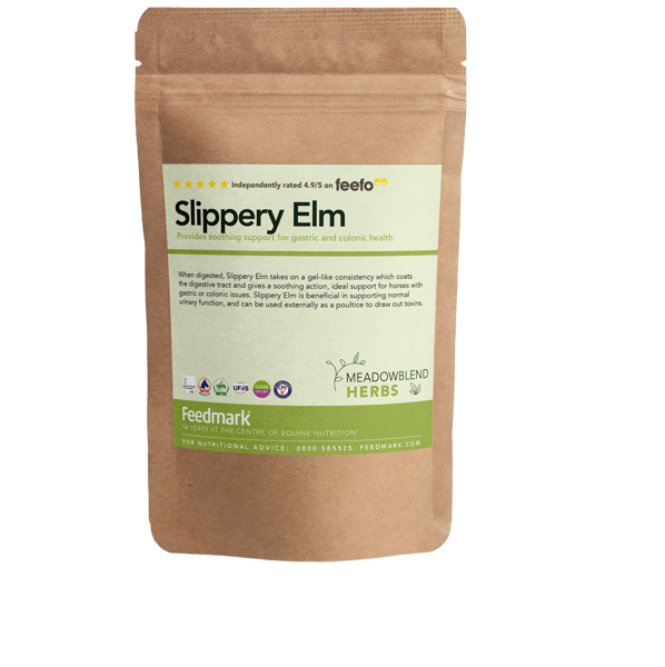 Picture of Slippery Elm