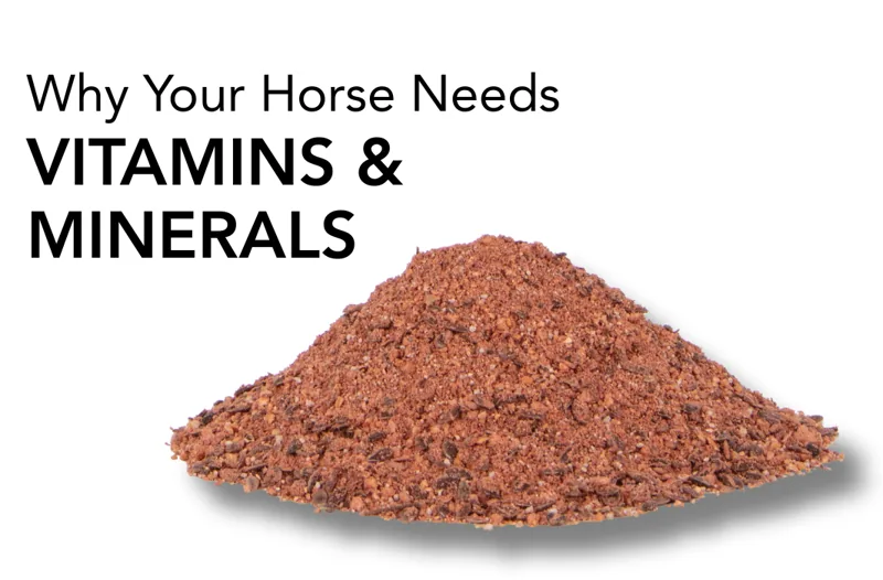 Why Your Horse Needs Vitamins and Minerals - Equine Science Matters™
