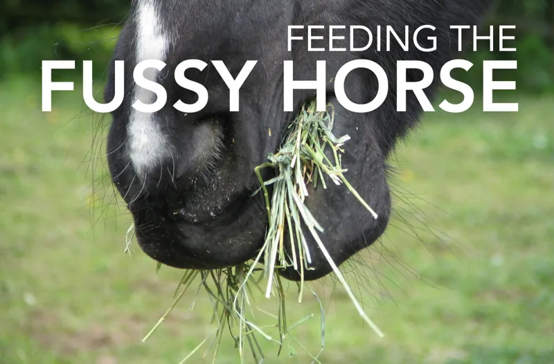 Feeding the Fussy Horse - Equine Science Matters™