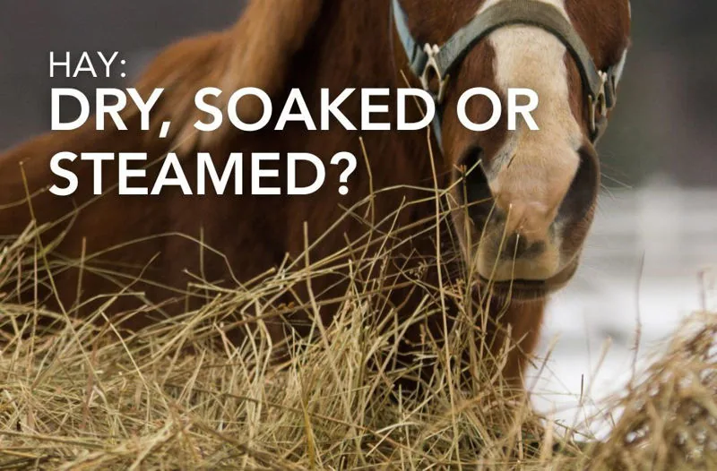 Hay: Dry, Soaked or Steamed? | Equine Science Matters™