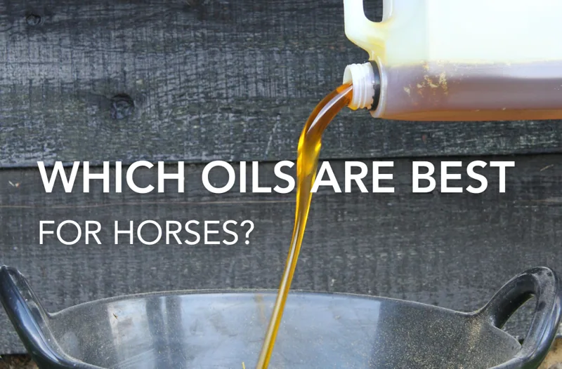 Which Oils are Best for Horses? - Equine Science Matters™