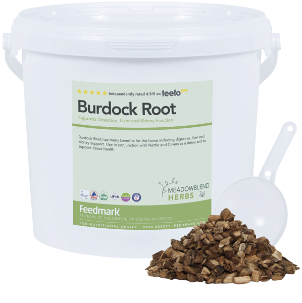 Picture of Burdock Root