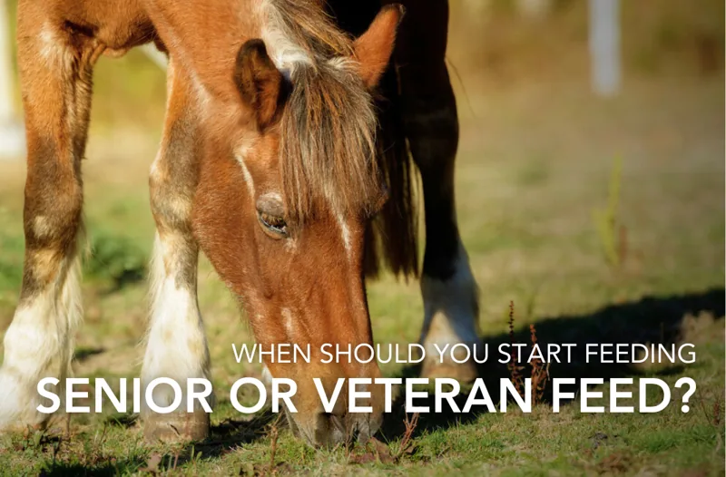When Should You Start Feeding 'Senior' Or 'Veteran' Feed? | Equine Science Matters?