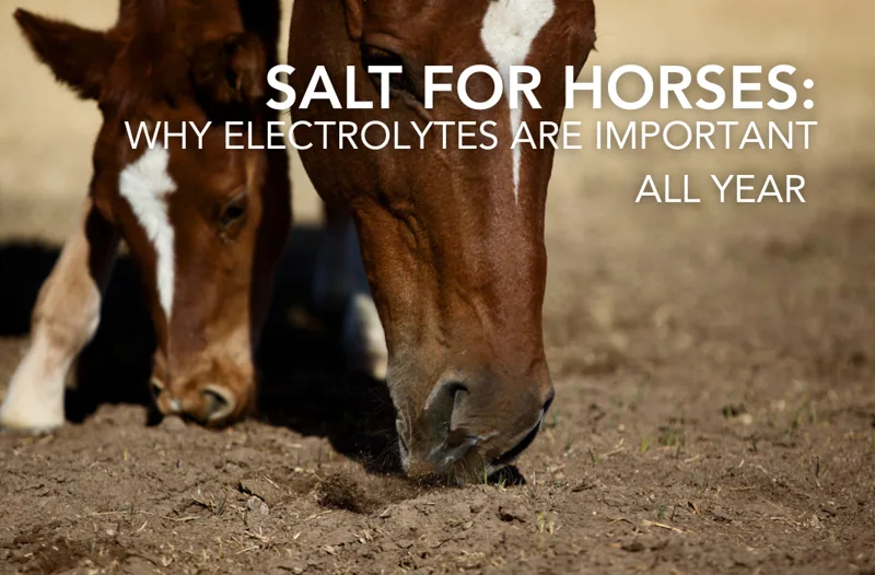 Salt For Horses: Why Electrolytes Are Important All Year | Equine Science Matters™