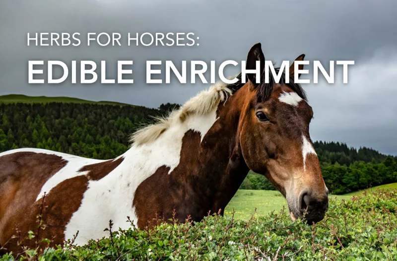 Herbal Enrichment For Horses | Equine Science Matters™