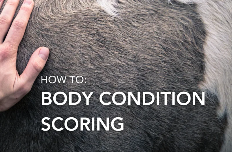 Body Condition Scoring | Equine Science Matters™