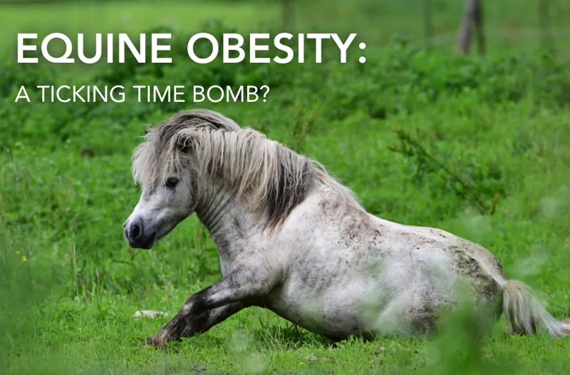Equine Obesity - A Ticking Time Bomb? | Equine Science Matters™