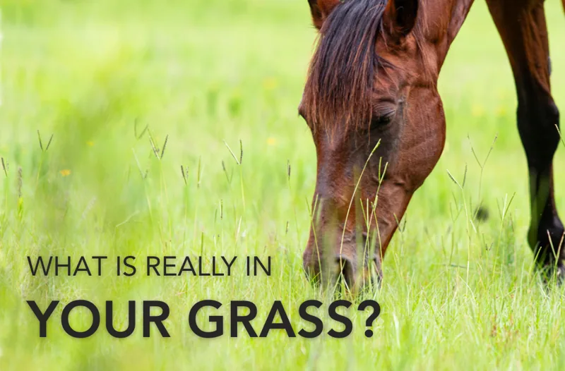 Fuel or Filler? What is the Real Nutrient Content of Grass for Horses? | Equine Science Matters™