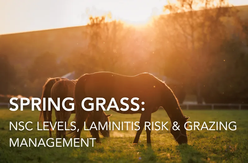 Spring Grass and Horses: NSC Levels, Laminitis Risk & Grazing Management | Equine Science Matters™