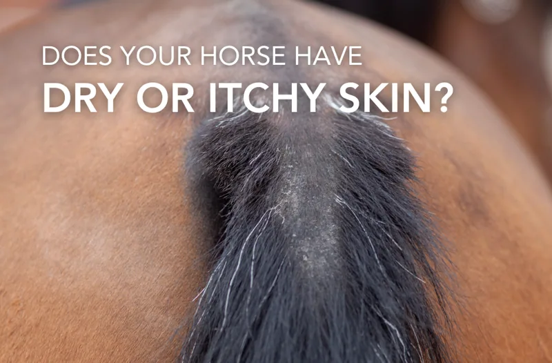 How To Help Your Horses Dry Or Itchy Skin | Equine Science Matters™