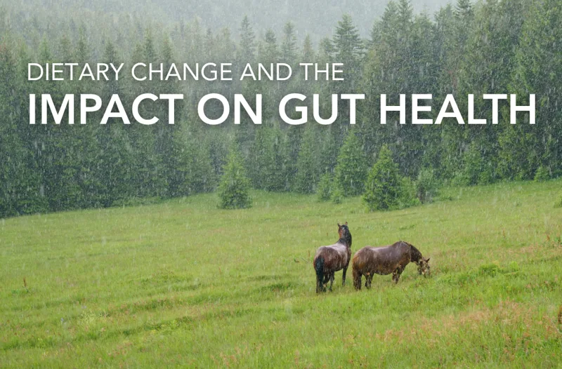 Dietary Change And The Impact On Gut Health | Equine Science Matters™