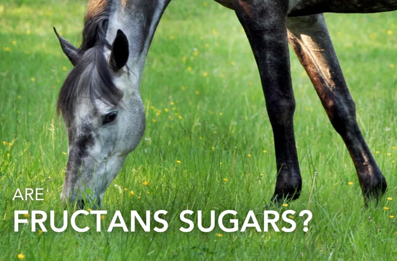 Are Fructans Sugars? | Equine Science Matters™