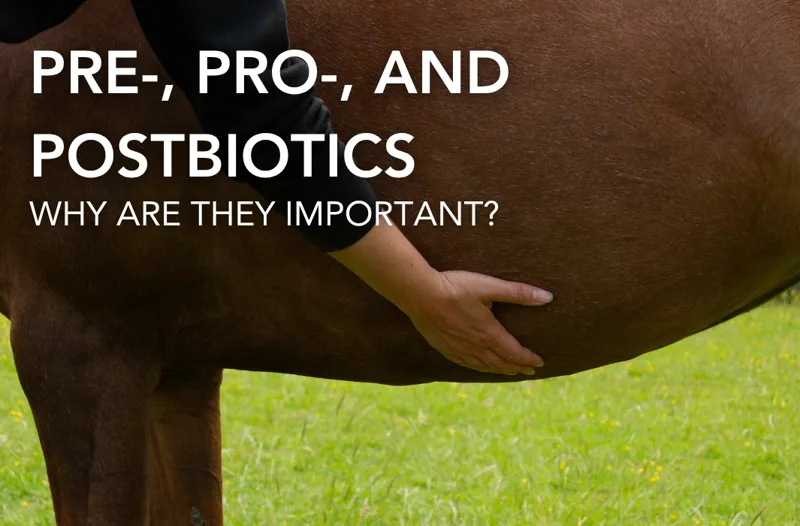 Pre-, Pro-, and Postbiotics: Why Are They Important? | Equine Science Matters™