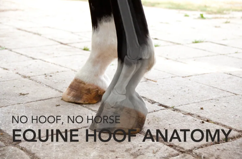 No Hoof, No Horse: Equine Hoof Anatomy | Equine Science Matters™