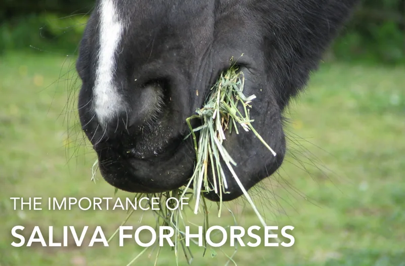 The Importance of Saliva for Horses | Equine Science Matters™