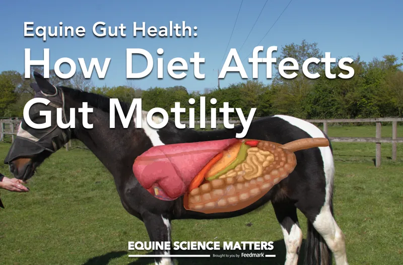 How does what our horses eat affect how their gut moves? | Equine Science Matters™