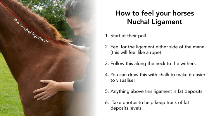 photo of the nuchal ligament and description of how to feel it on your horse