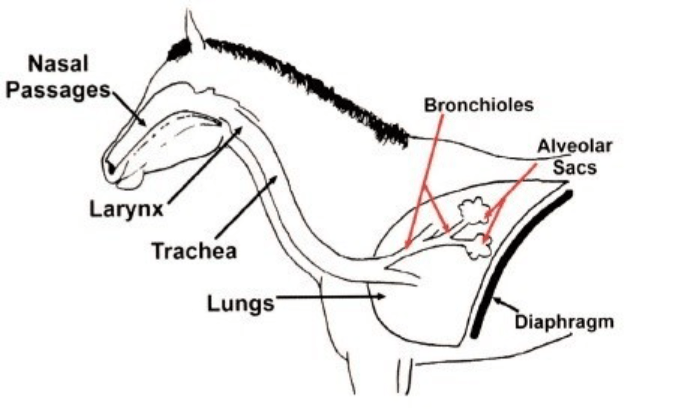 Respiratory Health, Equine Asthma | The British Horse Society