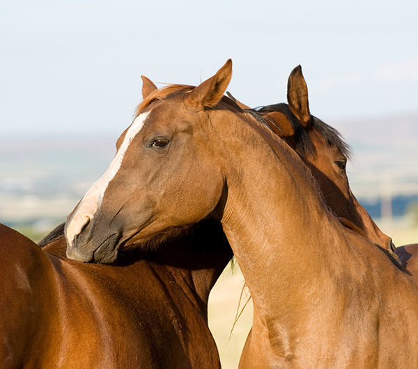 Equine Smile