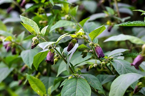 deadly nightshade leaves and purple flowers