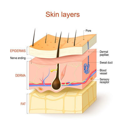 Skin layers