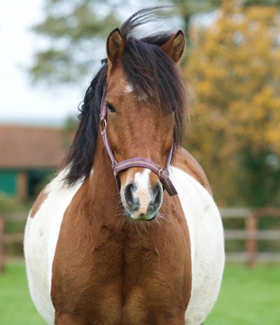 fat skewbald pony