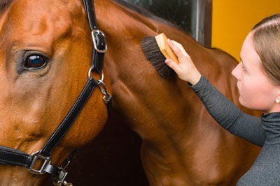 Horse being groomed