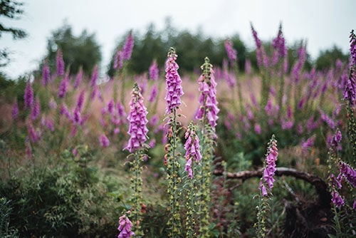 Foxglove