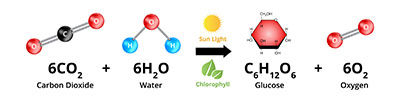 the photosynthesis process